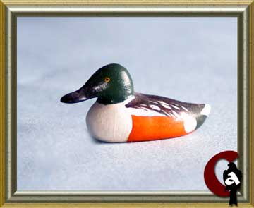 Northern shoveler - Anas clypeata
